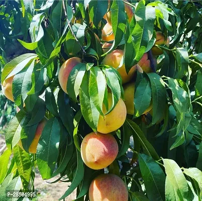 Mango Plant  Mango Plant  With Black Pot 07-thumb0