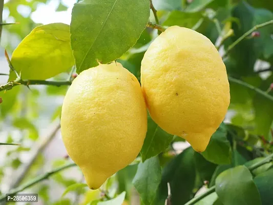 Lemon Plant  Lemon Live Plant  Gandharaj Lemon-thumb0