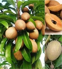 Earth Angels Chiku Plant Grafted Sapodilla,chiku,sobeda,sapota live plant-thumb1