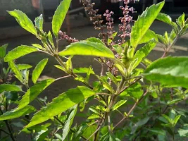 Tulsi Plant  Plant  THULASI-thumb1