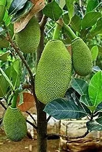 Jackfruit Plant  Kathal Plant kingdom103-thumb1