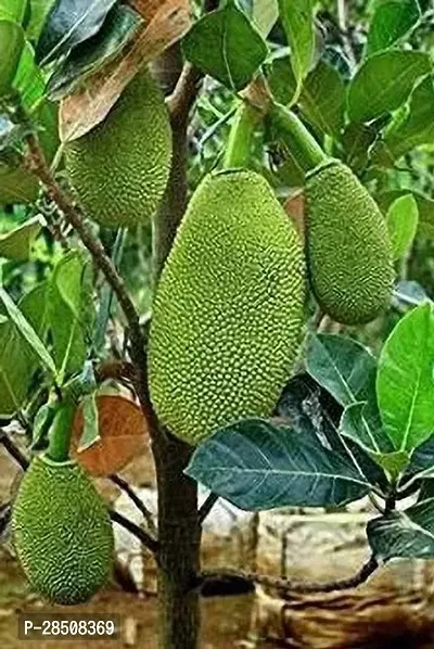 Jackfruit Plant  Kathal Plant kingdom103-thumb2