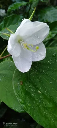 Kanchana Plant  Kanchan flower Plant-thumb1