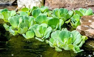 Water Pennywort Water lettuce Plant-thumb2