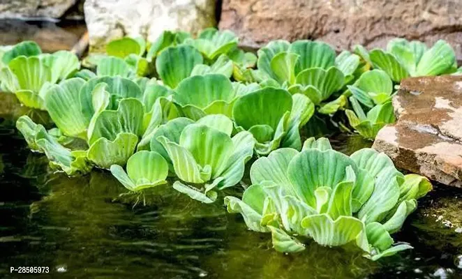 Water Pennywort Water lettuce Plant-thumb3