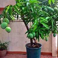 Natural Live Plant for Home Garden-thumb2