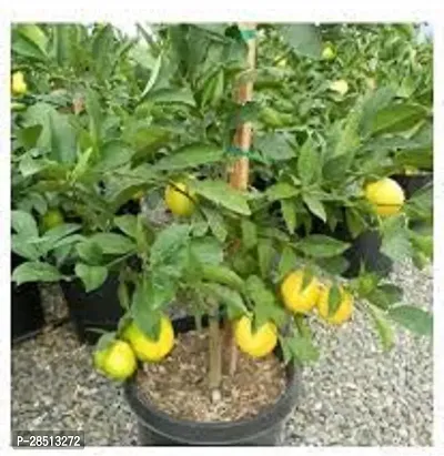 Natural Live Plant for Home Garden-thumb0