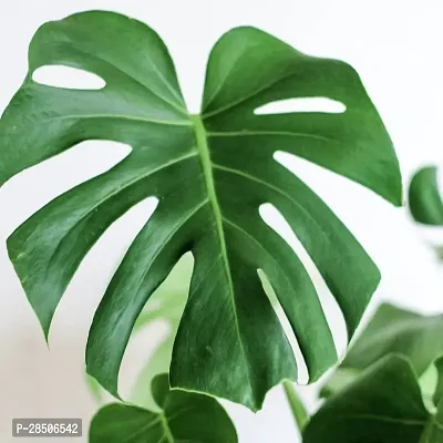 Monstera Deliciosa Plant  Monstera Deliciosa