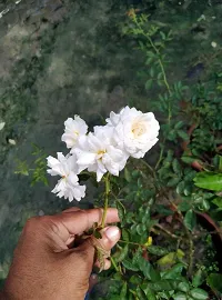 Rose Plant  Creeping rosesBunch of roses-thumb1