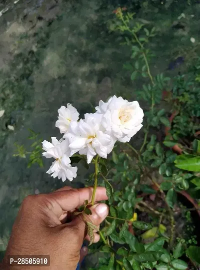 Rose Plant  Creeping rosesBunch of roses-thumb2