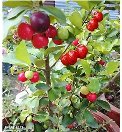 Natural Live Plant for Home Garden-thumb2