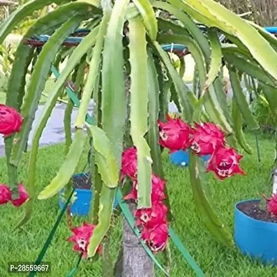 Earth Angels Dragon Tree Red dragon-thumb0