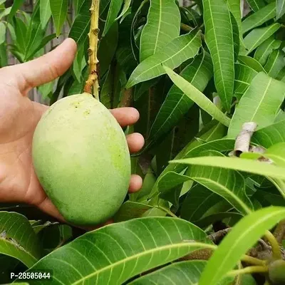 Mango Plant  Mango Plant  67-thumb0