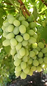 Grapes Plant  Grapes Plant kingdom68-thumb1