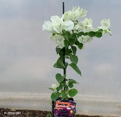 Earth Angels Baugainvillea Plant Bougainvillea Plant Kagaj Flower Live Plant FP820-thumb0