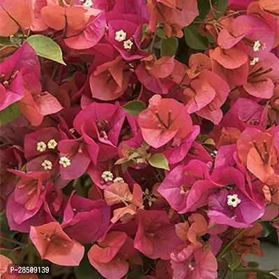 Bougainvillea Plant  Kagojiful Baugainvillea XPB REBA Plant 032-thumb0