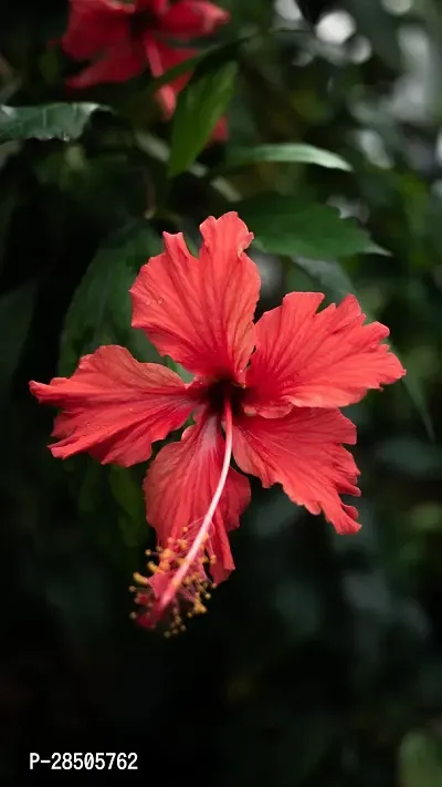 Hibiscus Plant  Hibiscus Plant  34-thumb0