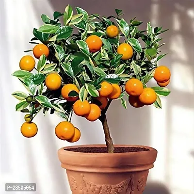 Orange Plant  Orange Plant-thumb0