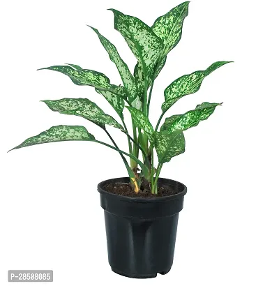 Aglaonema Plant  SnowWhite XPed-thumb0