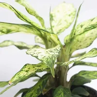 Aglaonema Plant  SnowWhite XPed-thumb2