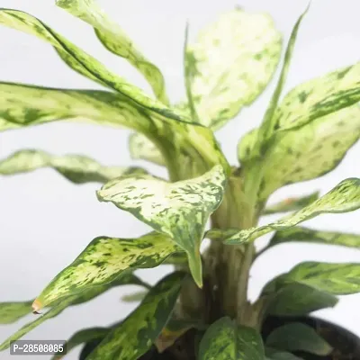 Aglaonema Plant  SnowWhite XPed-thumb3