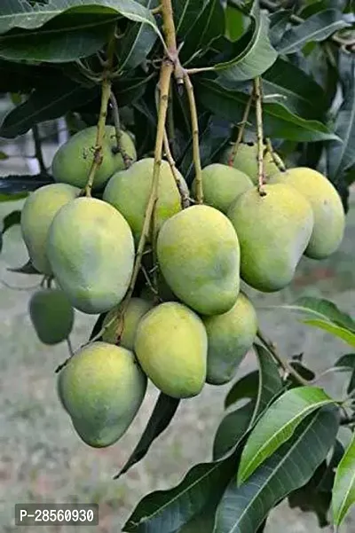 Earth Angels Mango Plant HIMSAGAR MANGO PLANT-thumb0