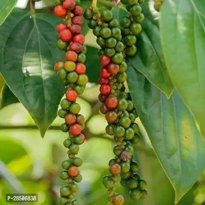 Black Pepper Plant  Black pepper Model Name Malligesara Plant-thumb3