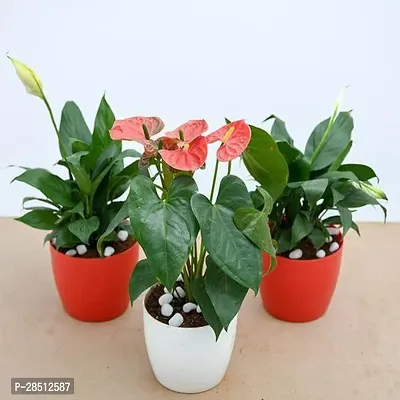 Natural Live Plant for Home Garden-thumb0