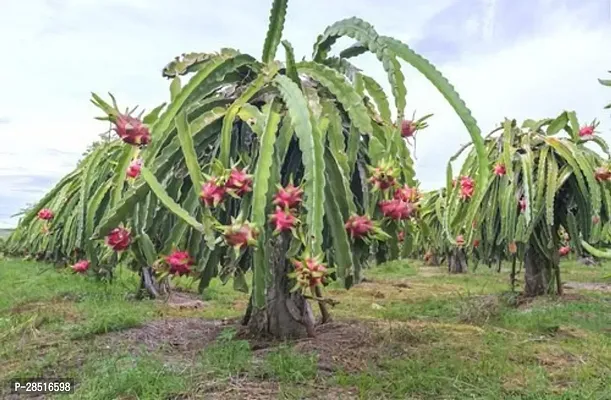 Natural Live Plant for Home Garden-thumb2