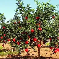 Pomegranate Plant  Bedana Plant kingdom145-thumb1