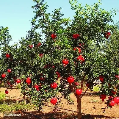 Pomegranate Plant  Bedana Plant kingdom145-thumb2