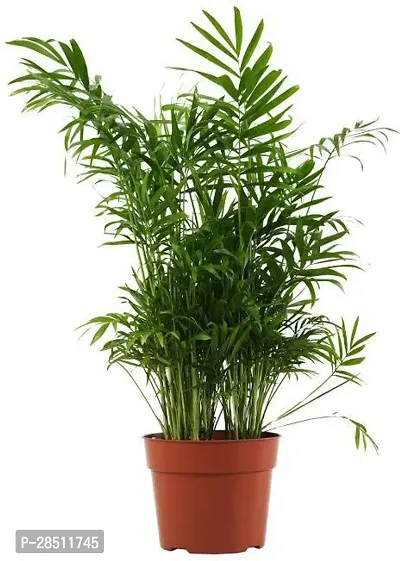 Natural Live Plant for Home Garden-thumb0