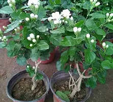 Jasmine Plant  Live hybrid Jasmine Plant Jas Min 5-thumb1