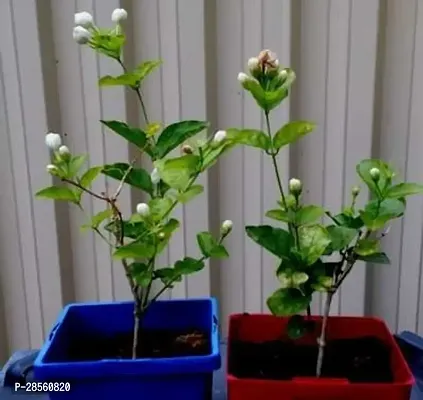 Earth Angels Jasmine Plant Arabian JasmineBeli Flower Mogra Double Petal Live Flower Plant CF557-thumb0