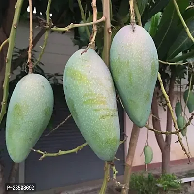 Mango Plant  Mango XPBReba246-thumb0