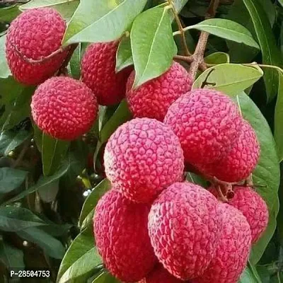 Litchi Plant  Litchi Plant  01