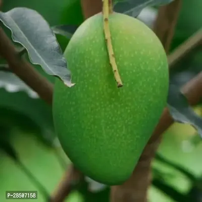 Mango Plant  Badami Mango 001-thumb2