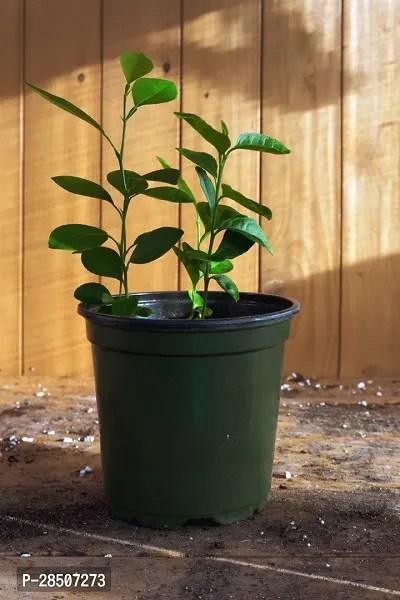 Lemon Plant  y021