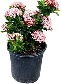 Natural Live Plant for Home Garden-thumb2