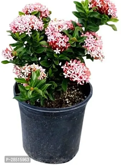 Natural Live Plant for Home Garden-thumb3