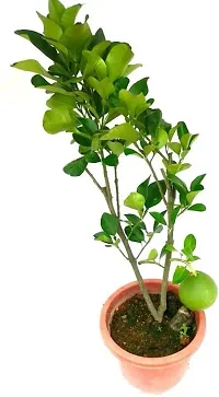 Natural Live Plant for Home Garden-thumb1