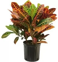 Hibiscus Plant  Croton motapata xPlant genic10-thumb1