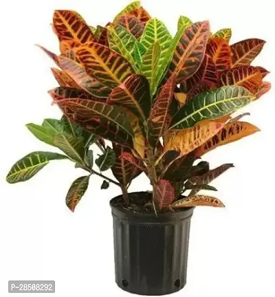 Hibiscus Plant  Croton motapata xPlant genic10-thumb2