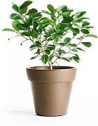 Natural Live Plant for Home Garden-thumb1