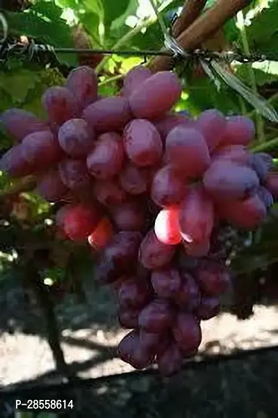 Earth Angels Grape Plant Crimson Grapr Plant-thumb0