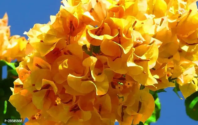 Bougainvillea Plant  Bougainvillea Yellow Color Flower Plant-thumb0