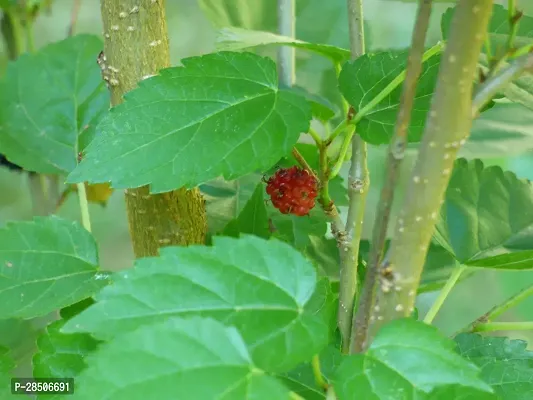 ShahtootMulberry Plant  shahtoot Plant  3737-thumb0