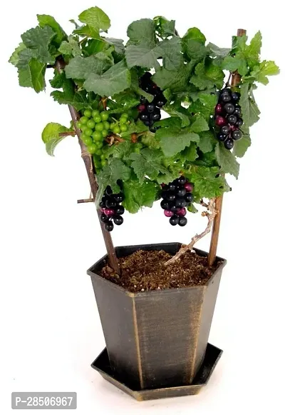 Grapes Plant  HYBRID ANGUR Plant  HYBRID GRAPES LIVE Plant-thumb0