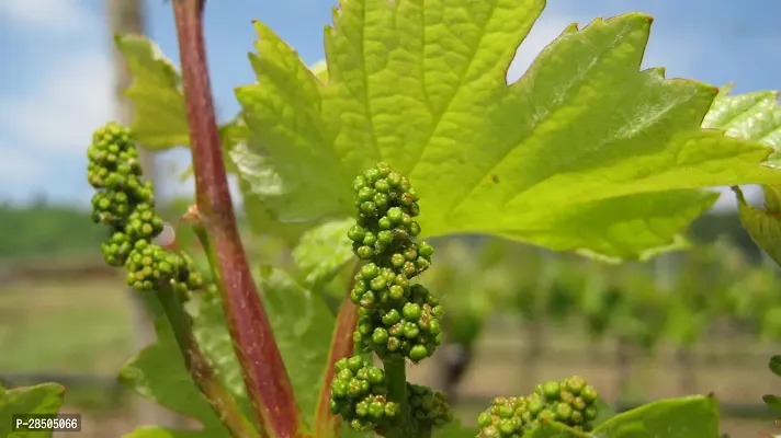 Grapes Plant  Grapes Plant  002-thumb3