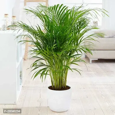 Areca Palm Aricapalm Plant kingdom190-thumb0